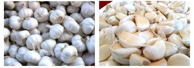 garlic clove separating machine