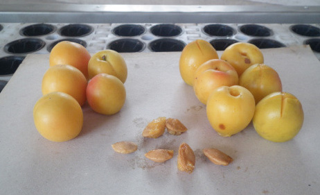automatic fruit deseeding machine
