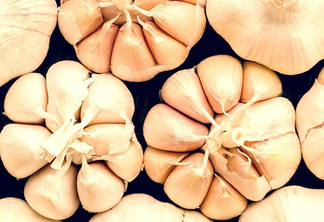 benefits of garlic