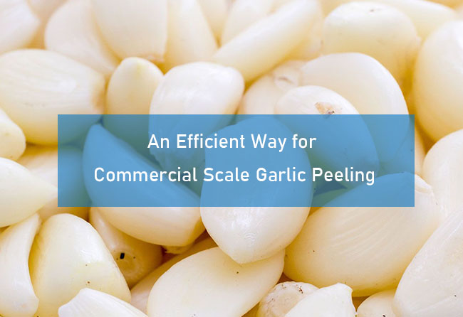 industrial garlic peeling