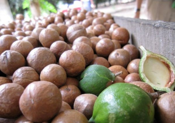 macadamia farming in Kenya