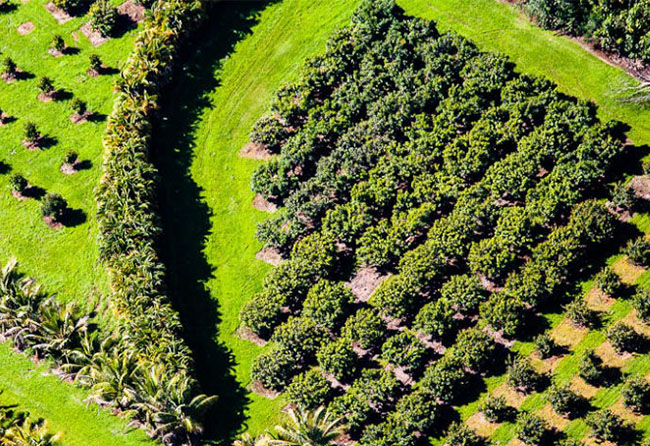 macadamia nut farm in south africa