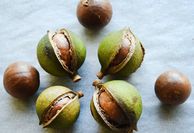 macadamia nut in South Africa