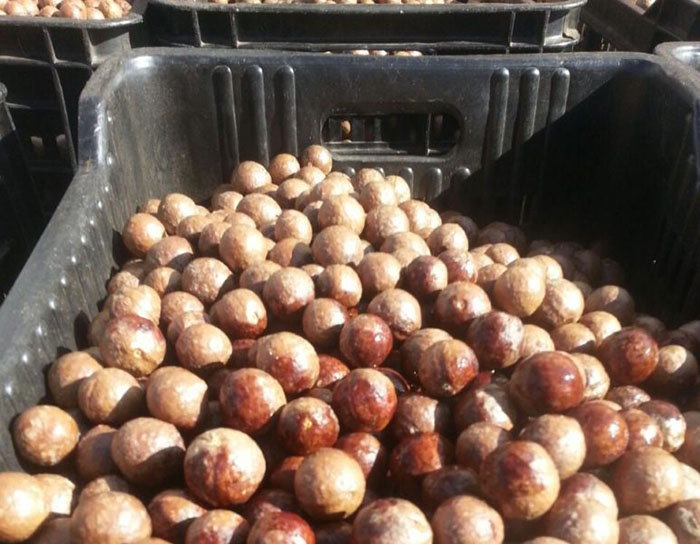 macadamia nut industry in South Africa