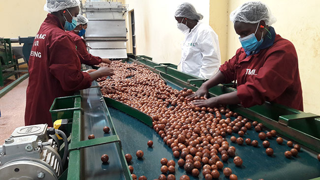 macadamia nut processing in Kenya