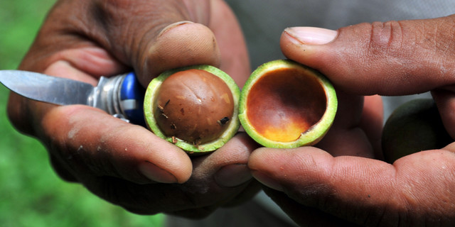 macadamia nuts rich in oil