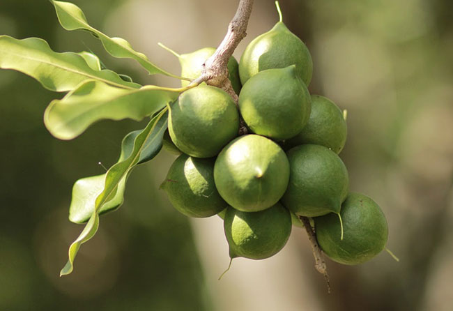 macadamia tree