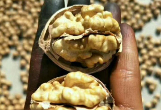 manual walnut peeling